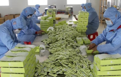 徐州丰县 牛蒡产业与化肥减量增效并举，撑起乡村振兴“脊梁”